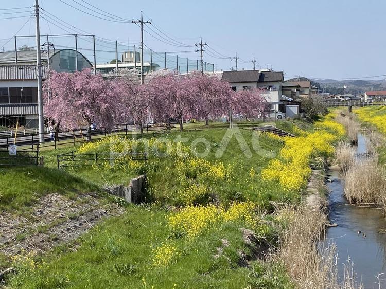 しだれ桜と菜の花 しだれ桜,菜の花,常陸太田市の写真素材