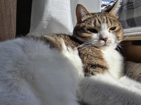 窓際の猫の写真