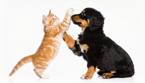 はしゃいで遊ぶ犬と猫の写真