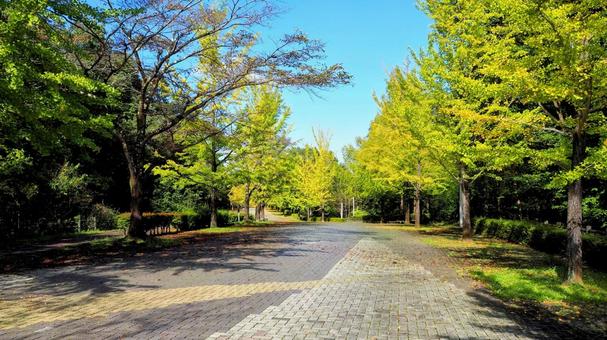 秋のミューズパーク・イチョウ並木・秩父市 秋のミューズパーク・イチョウ並木・秩父市の写真