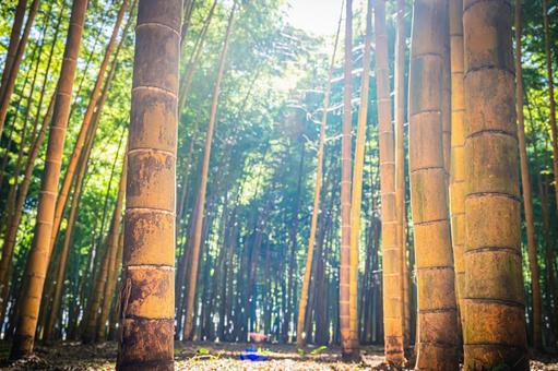 栃木県　竹林 栃木,栃木県,宇都宮市の写真素材