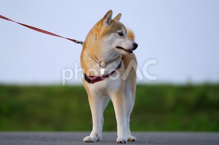 お散歩ワンコ（柴犬） 犬,柴犬,可愛い犬の写真素材