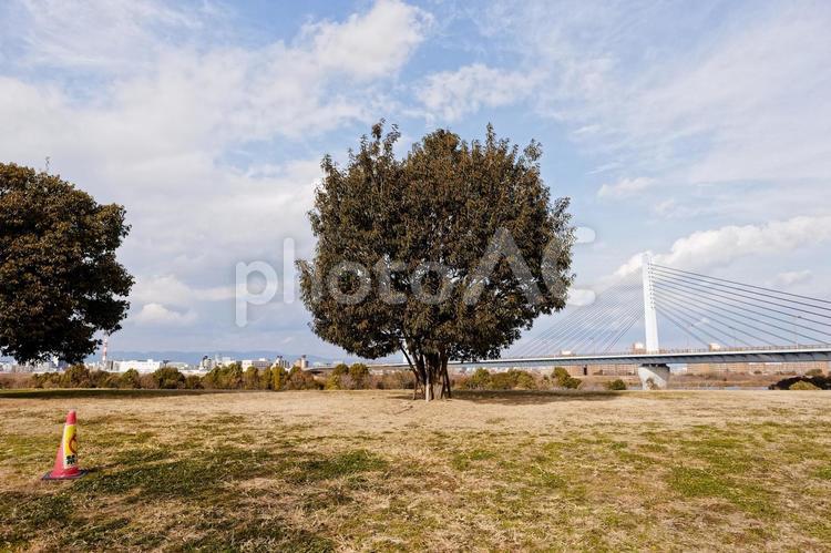 河川敷の木のイメージ素材 木,城北公園,河川敷の写真素材