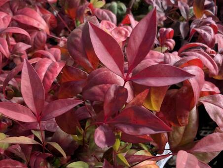 南天 正月飾り,生木,飾りの写真素材