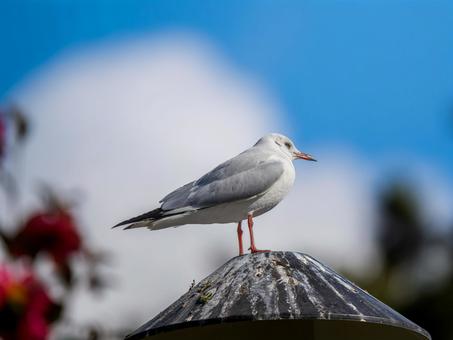 屋根にユリカモメ 屋根にユリカモメ ユリカモメ,野鳥,鳥の写真素材