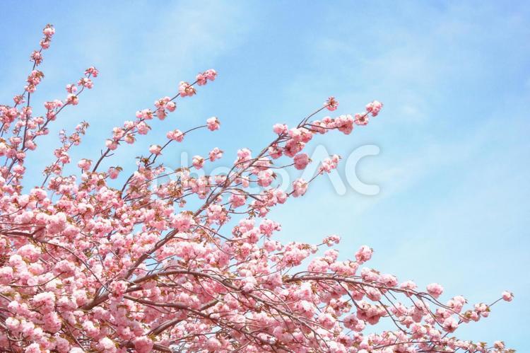 桜の花と青空 春,花,桜の写真素材
