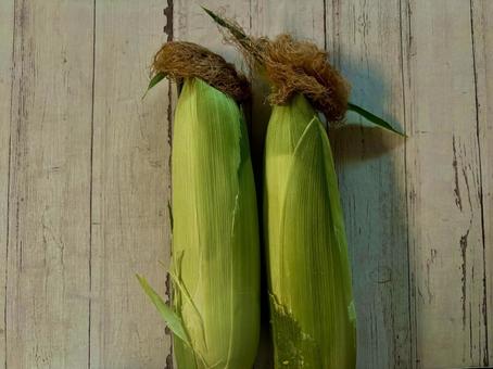 採れたてとうもろこし 採れたてとうもろこし 野菜,とうもろこし,トウモロコシの写真素材