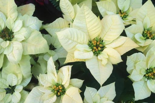 ポインセチア ポインセチア,自然,美しいの写真素材