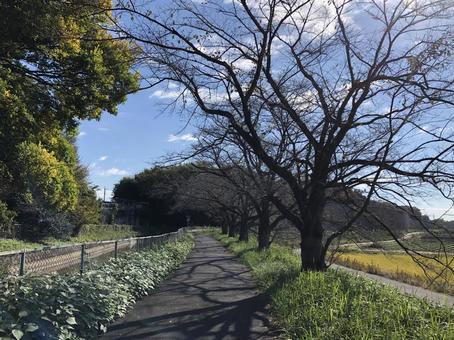 秋晴れ 木,絶景,風景の写真素材