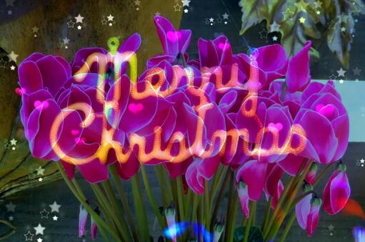クリスマス素材/メリークリスマス・花 メリークリスマス,花,シクラメンの写真素材