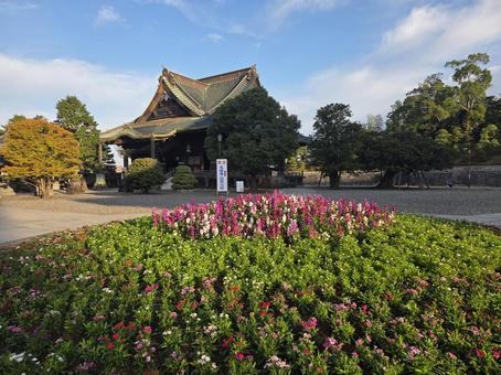 成田山 成田山,境内,花の写真素材
