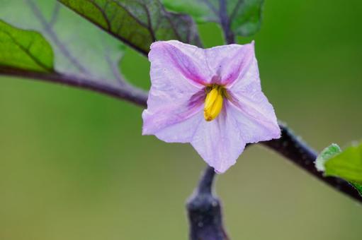 ナスの花⑸ ナスの花⑸ 花,野菜,ナスの写真素材