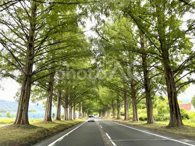 滋賀県高島市のメタセコイア並木 メタセコイヤ,並木道,木の写真素材