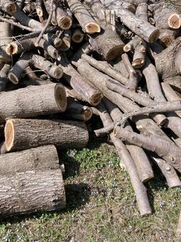 伐採木_20250412_04 伐採,木材,木の写真素材