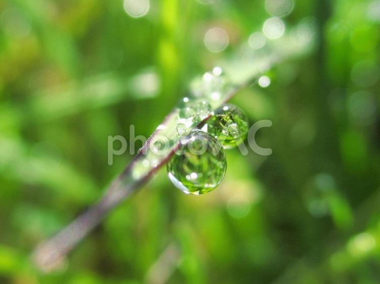 水滴と緑の葉と朝の光 水滴,すいてき,waterの写真素材