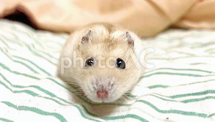 正面のイエロージャンガリアン イエロージャンガリアン,ジャンガリアンハムスター,ハムスターの写真素材