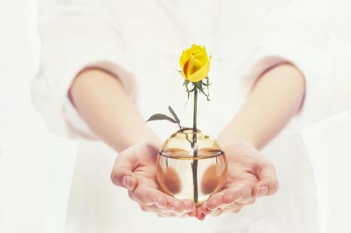 Rose flower in hand 5, JPG