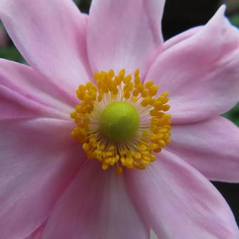 シュウメイギク（秋明菊） シュウメイギク,秋明菊,花の写真素材