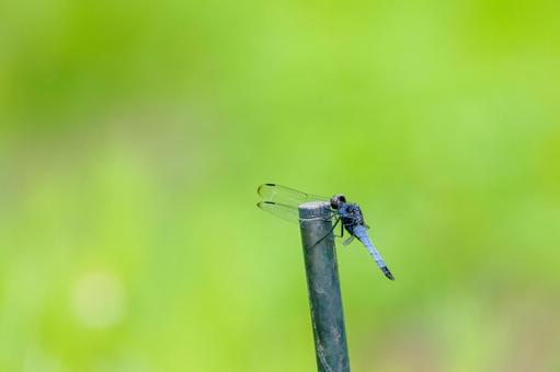 Photo, dragonfly, coconut shell, male, 