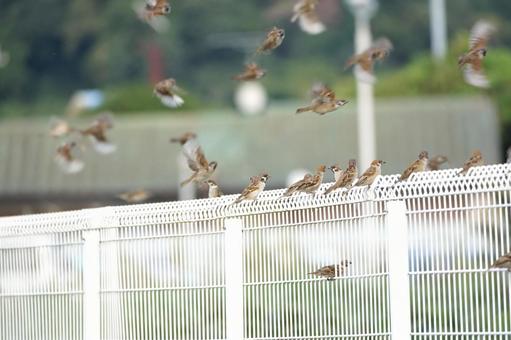 スズメチュン車にびっくりして飛び立つ スズメ,雀,すずめの写真素材