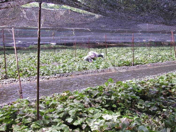 長野　大王わさび農場 長野県,安曇野市,大王わさび農場の写真素材