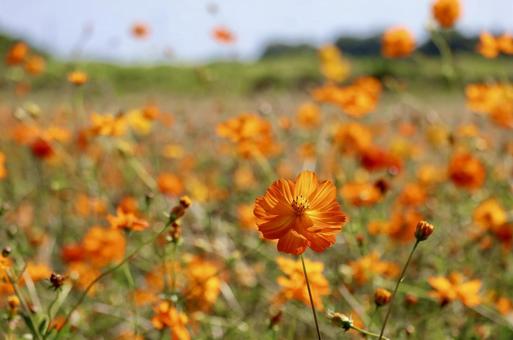 Photo, cosmos, autumn cherry blossoms, orange, 