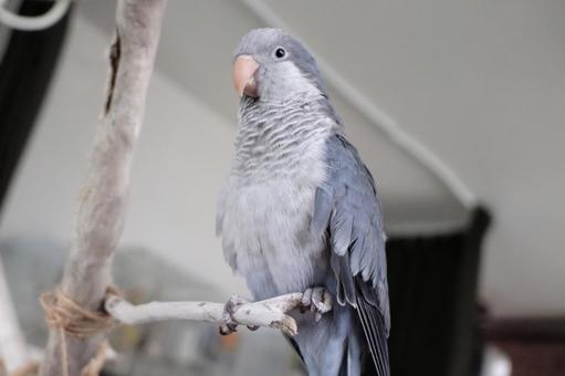 オキナインコ(バイオレット) オキナインコ(バイオレット)の写真