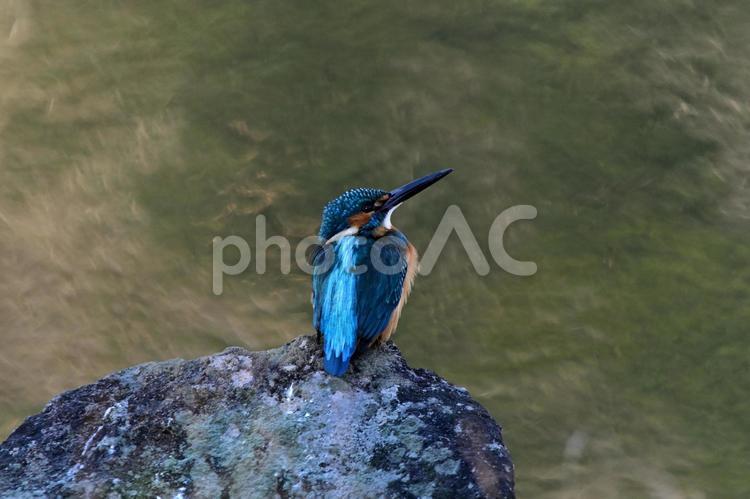 空を見上げるかわせみ 鳥,野鳥,鳥類の写真素材