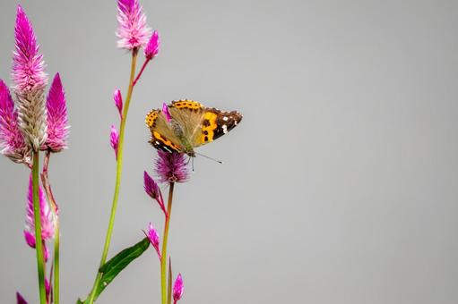 アカタテハ⒅ アカタテハ⒅ 蝶,アカタテハ,昆虫の写真素材