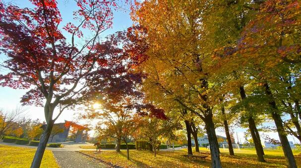 紅葉の北部公園（金沢） 紅葉,秋,公園の写真素材