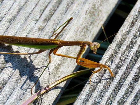 木材の上を歩く茶色のカマキリのアップ 木材の上を歩く茶色のカマキリのアップ カマキリ,昆虫,生物の写真素材