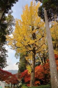 佐賀県基山町「大興善寺」の紅葉 大興善寺,紅葉,佐賀県の写真素材