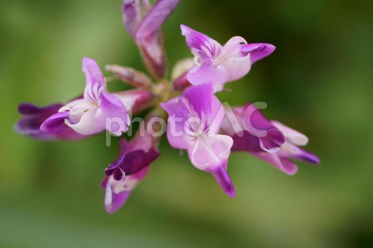 蓮華をアップで撮ってみた。 蓮華,畑,マメ科の写真素材