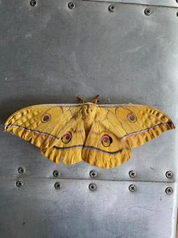 ヤママユ ヤママユ,蛾,ヤママユガの写真素材