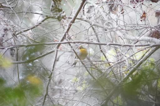 A thought-provoking bird appears among the branches, JPG A thought-provoking bird appears among the branches, JPG