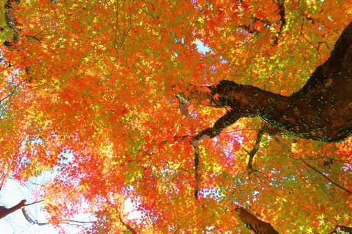 もみじ　紅葉　樹木 もみじ,紅葉,赤色の写真素材