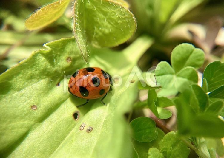 てんとう虫、ナナホシテントウの後ろ姿 ナナホシテントウ,てんとう虫,背中の写真素材