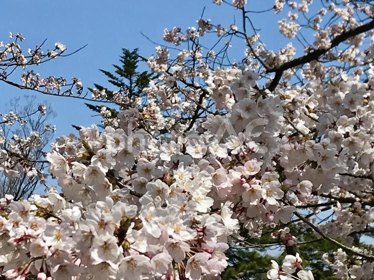 空と満開の桜の花 桜,さくら,サクラの写真素材