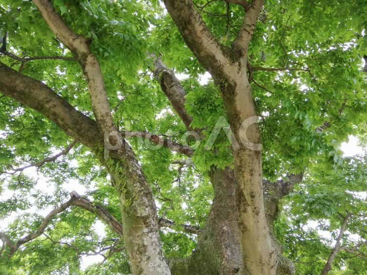 熊本城　二の丸骨塩 二の丸公園,公園,広場の写真素材
