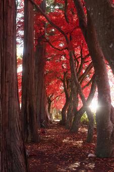 長円寺の紅葉 長円寺,茅野,紅葉の写真素材