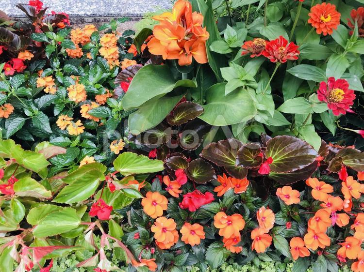 ガーデニング寄せ植え・赤・レッド・オレンジ７月の花 ガーデニング,寄せ植え,赤い花の写真素材