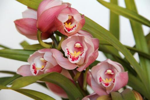 シンビジウム・ラン　マクロ 美しい,鮮やか,冬の写真素材