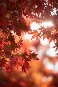木漏れ日ともみじ 木漏れ日ともみじ もみじ,紅葉,秋の写真素材