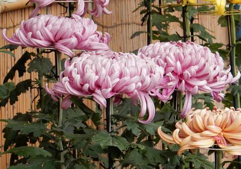 【風景写真】福山菊花展覧会の風景 キク,菊,菊花展の写真素材