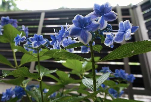 雨の日の紫陽花 雨の日の紫陽花の写真