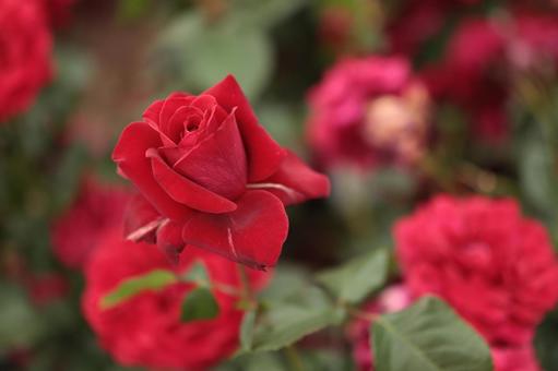 バラ園にて赤い薔薇を撮影しました バラ園にて赤い薔薇を撮影しましたの写真