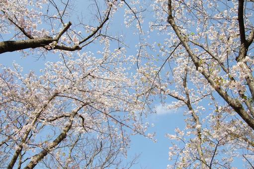 桜 桜の写真
