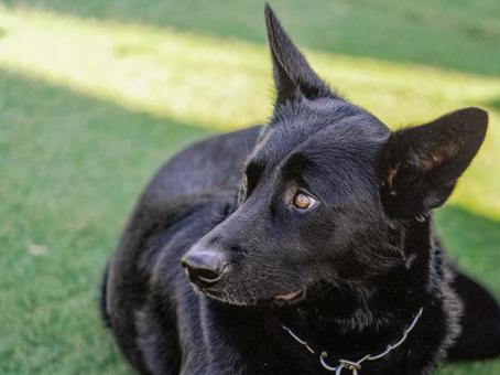 黒いワンコ 黒いワンコ 犬,黒い犬,大型犬の写真素材