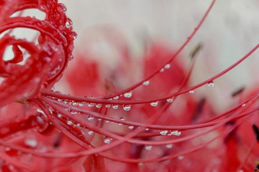 彼岸花 彼岸花 ひが,ヒガンバナ,曼珠沙華の写真素材