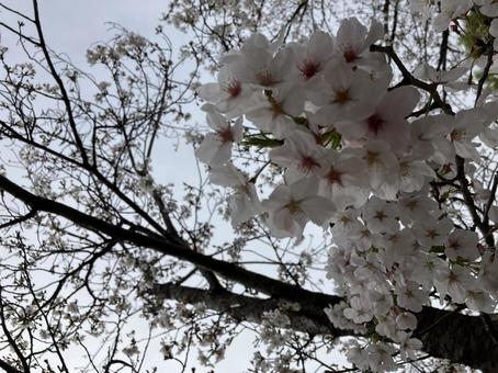 桜　曇 桜,曇,春の写真素材